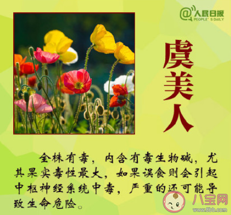 大學生吃曼陀羅種子祛痘住進ICU是怎么回事 曼陀羅種子毒性有多強