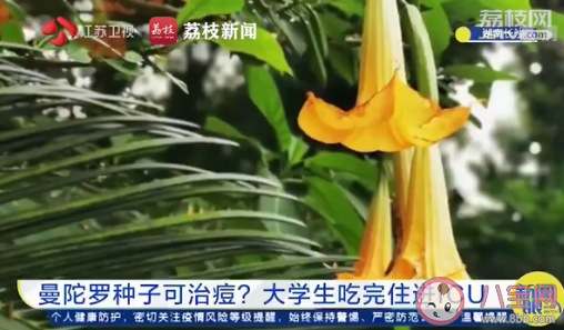 大學生吃曼陀羅種子祛痘住進ICU是怎么回事 曼陀羅種子毒性有多強