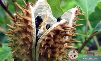 大學生吃曼陀羅種子祛痘住進ICU是怎么回事 曼陀羅種子毒性有多強