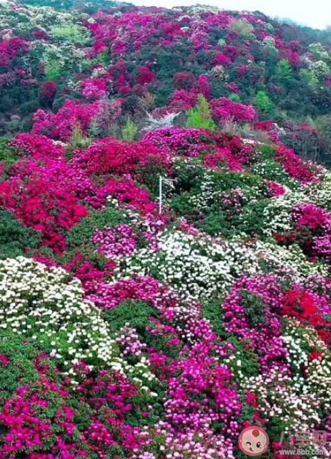 重慶杜鵑花海在哪可以看到 杜鵑花的花期是幾月 重慶杜鵑花海在哪可以看到 杜鵑花的花期是幾月