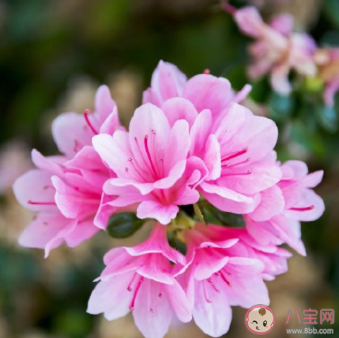 重慶杜鵑花海在哪可以看到 杜鵑花的花期是幾月 重慶杜鵑花海在哪可以看到 杜鵑花的花期是幾月