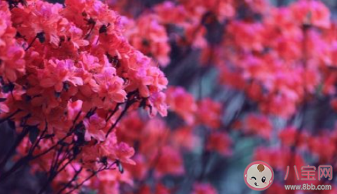 重慶杜鵑花海在哪可以看到 杜鵑花的花期是幾月 重慶杜鵑花海在哪可以看到 杜鵑花的花期是幾月