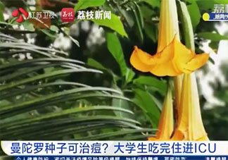 大學生吃曼陀羅種子祛痘住進ICU是怎么回事 曼陀羅種子毒性有多強