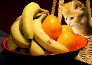 貓咪可以吃水果嗎 貓咪可以吃哪些水果