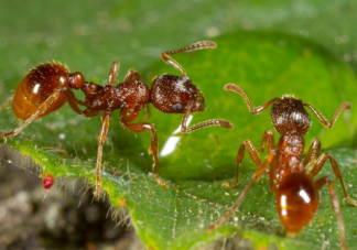 紅火蟻到底有多可怕 紅火蟻有什么危害