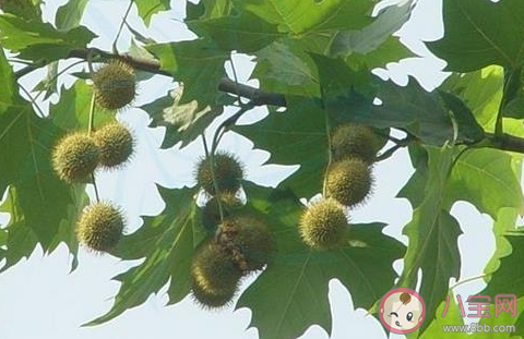 螞蟻莊園4月2日答案:春季花粉過敏人群避免接觸哪類植物 螞蟻莊園4月2日答案:春季花粉過敏人群避免接觸哪類植物