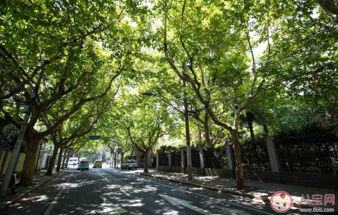 春季花粉過敏人群需避免接觸哪類植物 螞蟻莊園4月2日最新答案