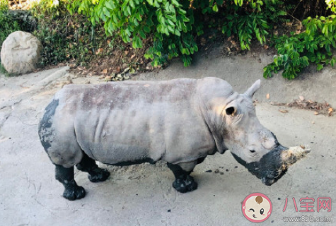 動物園是為人服務還是為動物服務 動物園里誰是主人 動物園是為人服務還是為動物服務 動物園里誰是主人