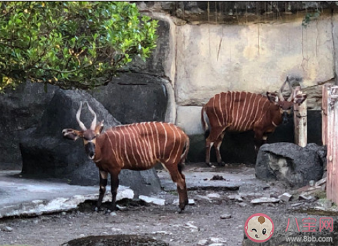 動物園是為人服務還是為動物服務 動物園里誰是主人 動物園是為人服務還是為動物服務 動物園里誰是主人