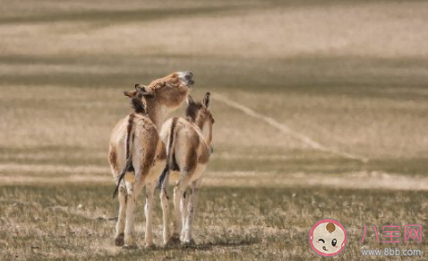 動物園是為人服務還是為動物服務 動物園里誰是主人 動物園是為人服務還是為動物服務 動物園里誰是主人