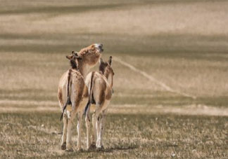 動物園是為人服務還是為動物服務 動物園里誰是主人