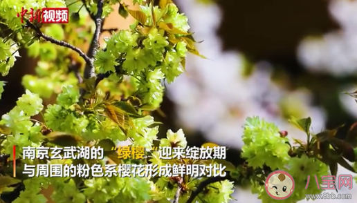 南京玄武湖綠色櫻花是什么品種的 綠色櫻花在哪能看到 南京玄武湖綠色櫻花是什么品種的 綠色櫻花在哪能看到