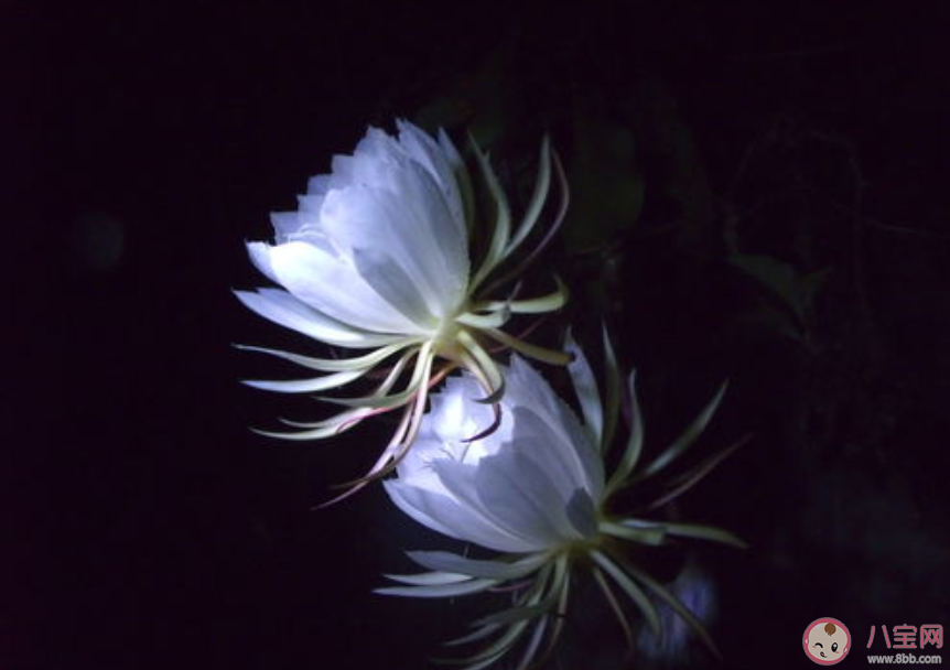 曇花一般在晚上盛開是因為要 螞蟻莊園4月5日答案 曇花一般在晚上盛開是因為要 螞蟻莊園4月5日答案