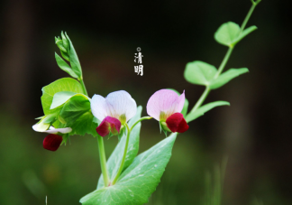 2021清明吃穿住行怎么養生 注意預防這些病