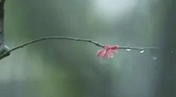 哪句詩是描寫春雨的 螞蟻莊園4月6日答案