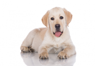 狗狗臨終前為什么要找個沒人的地方躲起來 狗狗在臨終前會有哪些表現