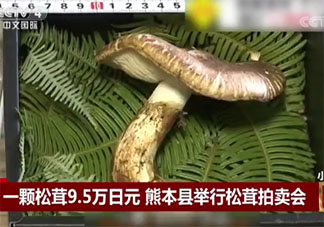 日本松茸拍賣一顆高達9.6萬日元是怎么回事 松茸為什么這么貴