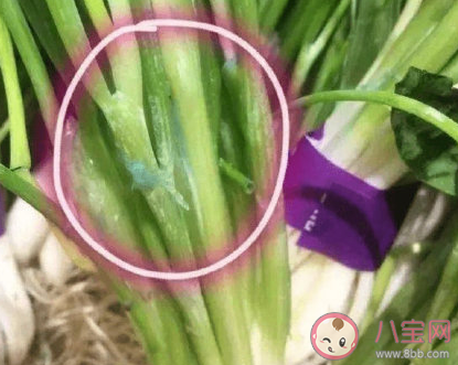 購(gòu)買到掉色香蔥怎么辦 染色香蔥如何辨別 購(gòu)買到掉色香蔥怎么辦 染色香蔥如何辨別