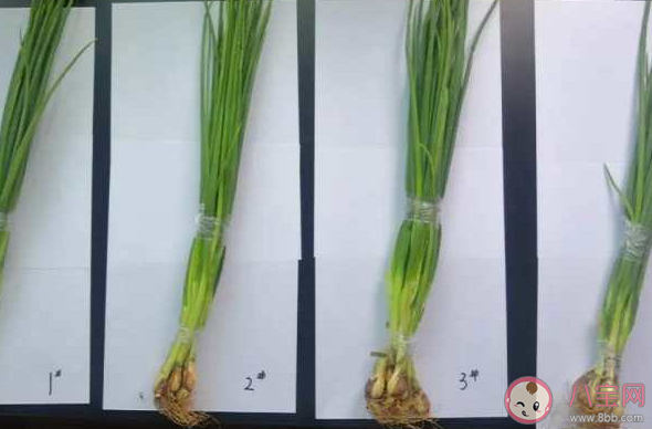 購(gòu)買到掉色香蔥怎么辦 染色香蔥如何辨別 購(gòu)買到掉色香蔥怎么辦 染色香蔥如何辨別