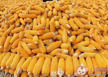 玉米價格為什么大漲 玉米價格何時恢復正常 玉米價格為什么大漲 玉米價格何時恢復正常