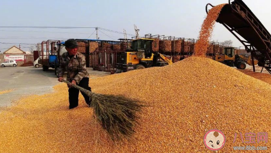 玉米價格為什么大漲 玉米價格何時恢復正常 玉米價格為什么大漲 玉米價格何時恢復正常