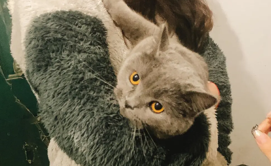 職業尋寵人是什么職業 職業尋寵人工作是怎樣的 職業尋寵人是什么職業 職業尋寵人工作是怎樣的