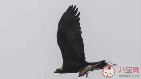 金雕抓著野豬天上飛是怎么回事 金雕一般都是吃什么