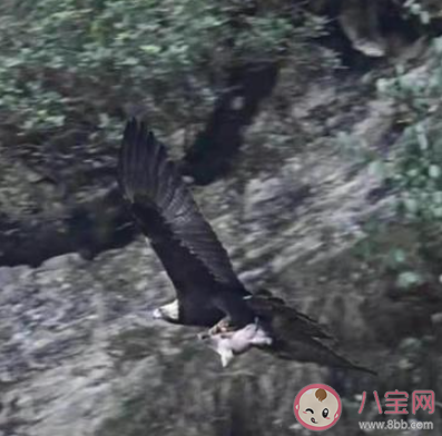 金雕抓著野豬天上飛是怎么回事 金雕一般都是吃什么