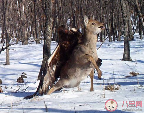 金雕抓著野豬天上飛是怎么回事 金雕一般都是吃什么