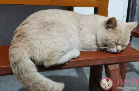 失眠和噩夢哪個更可怕 你害怕失眠還是噩夢