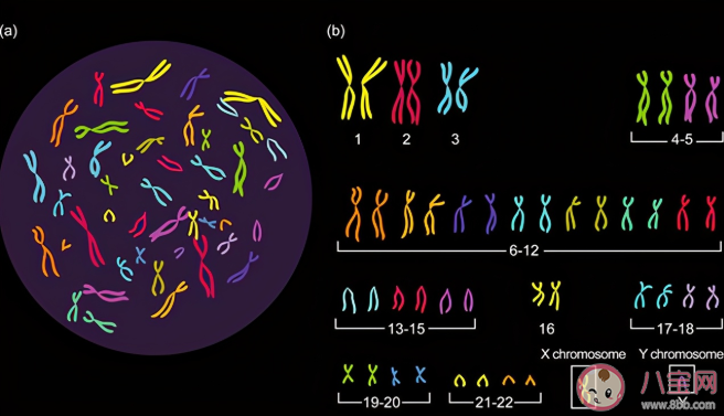 2021最新生男生女清宮圖 怎么看清宮表上懷孕是男還是女