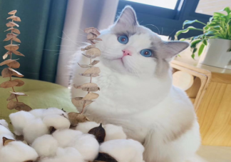 養(yǎng)貓會(huì)讓胎兒畸形嗎 ?懷孕養(yǎng)貓需要注意什么