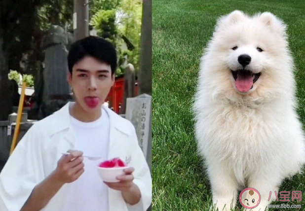 網(wǎng)絡(luò)用語狗塑是什么意思什么梗 狗塑為什么火了