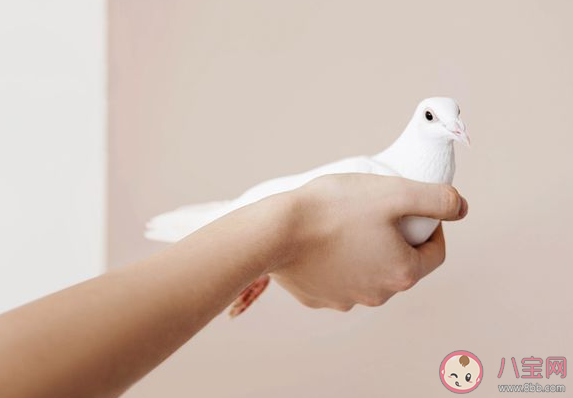 如何看待入職當天放鴿子行為 求職者為什么會在入職當天放鴿子