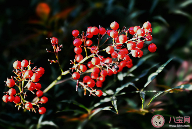 曼陀羅毒性有多大 哪些常見的植物有毒 曼陀羅毒性有多大 哪些常見的植物有毒