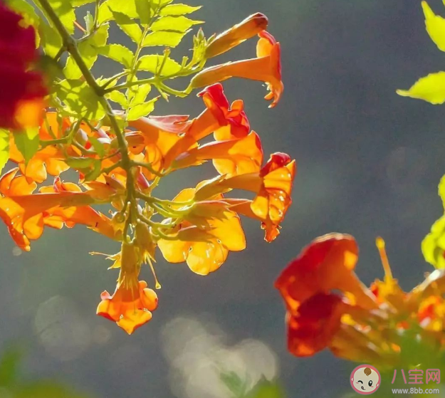 曼陀羅毒性有多大 哪些常見的植物有毒 曼陀羅毒性有多大 哪些常見的植物有毒