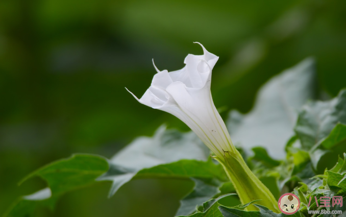 曼陀羅毒性有多大 哪些常見的植物有毒 曼陀羅毒性有多大 哪些常見的植物有毒