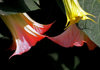 曼陀羅毒性有多大 哪些常見的植物有毒