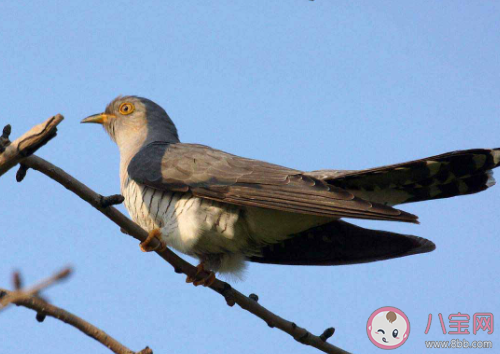 李商隱望帝春心托杜鵑中的杜鵑指什么 螞蟻莊園4月17日答案