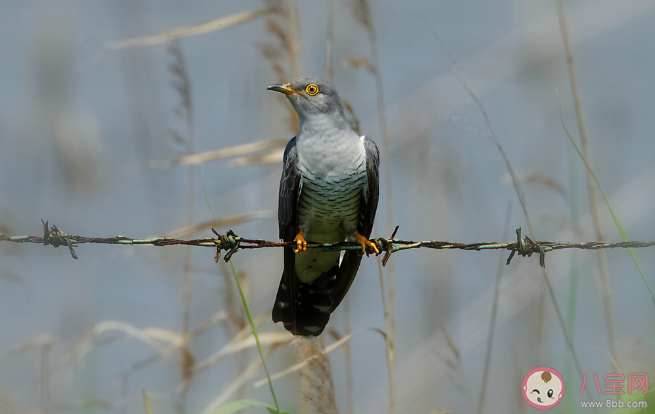 望帝春心托杜鵑是指杜鵑鳥還是杜鵑花 螞蟻莊園4月17日答案最新