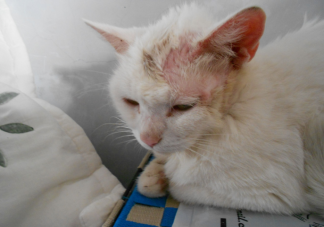 ?貓貓得了貓癬該怎么辦 日常怎么護(hù)理