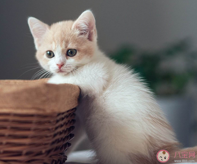 為什么看到可愛的動物就想rua它 養(yǎng)寵物的人更快樂嗎 為什么看到可愛的動物就想rua它 養(yǎng)寵物的人更快樂嗎