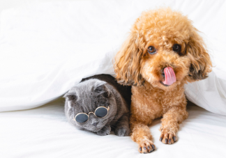 為什么看到可愛的動物就想rua它 養寵物的人更快樂嗎