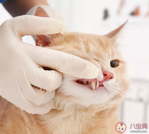 貓咪需要刷牙嗎 不刷牙會影響貓咪壽命是真的嗎