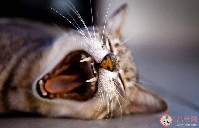 貓咪多大可以開始刷牙 貓咪多久刷一次牙比較好 貓咪多大可以開始刷牙 貓咪多久刷一次牙比較好