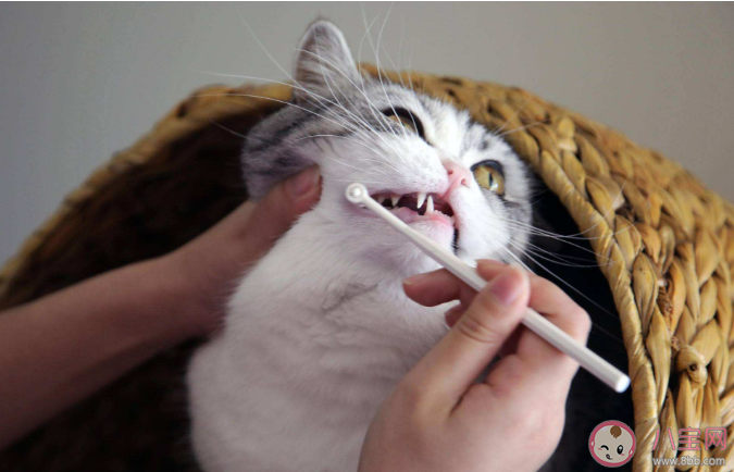 貓咪多大可以開始刷牙 貓咪多久刷一次牙比較好 貓咪多大可以開始刷牙 貓咪多久刷一次牙比較好