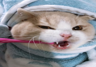 貓咪需要刷牙嗎 不刷牙會影響貓咪壽命是真的嗎