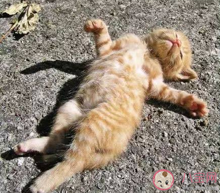 隔著玻璃曬太陽能有效補鈣嗎 最新螞蟻莊園4月25日答案