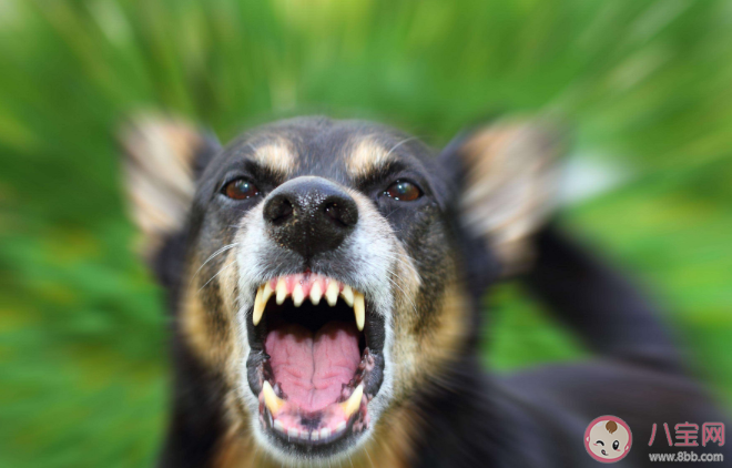 被狗咬著不放怎么辦 被狗咬傷后如何正確處理傷口