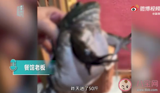 餐館老板吐槽注水牛蛙如氣球 牛蛙為什么會被注水